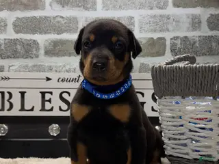 Doberman Pinscher dogs Black male blue collar - Ad 22