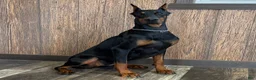 Doberman Pinscher dogs for sale: Luna - Ad 3