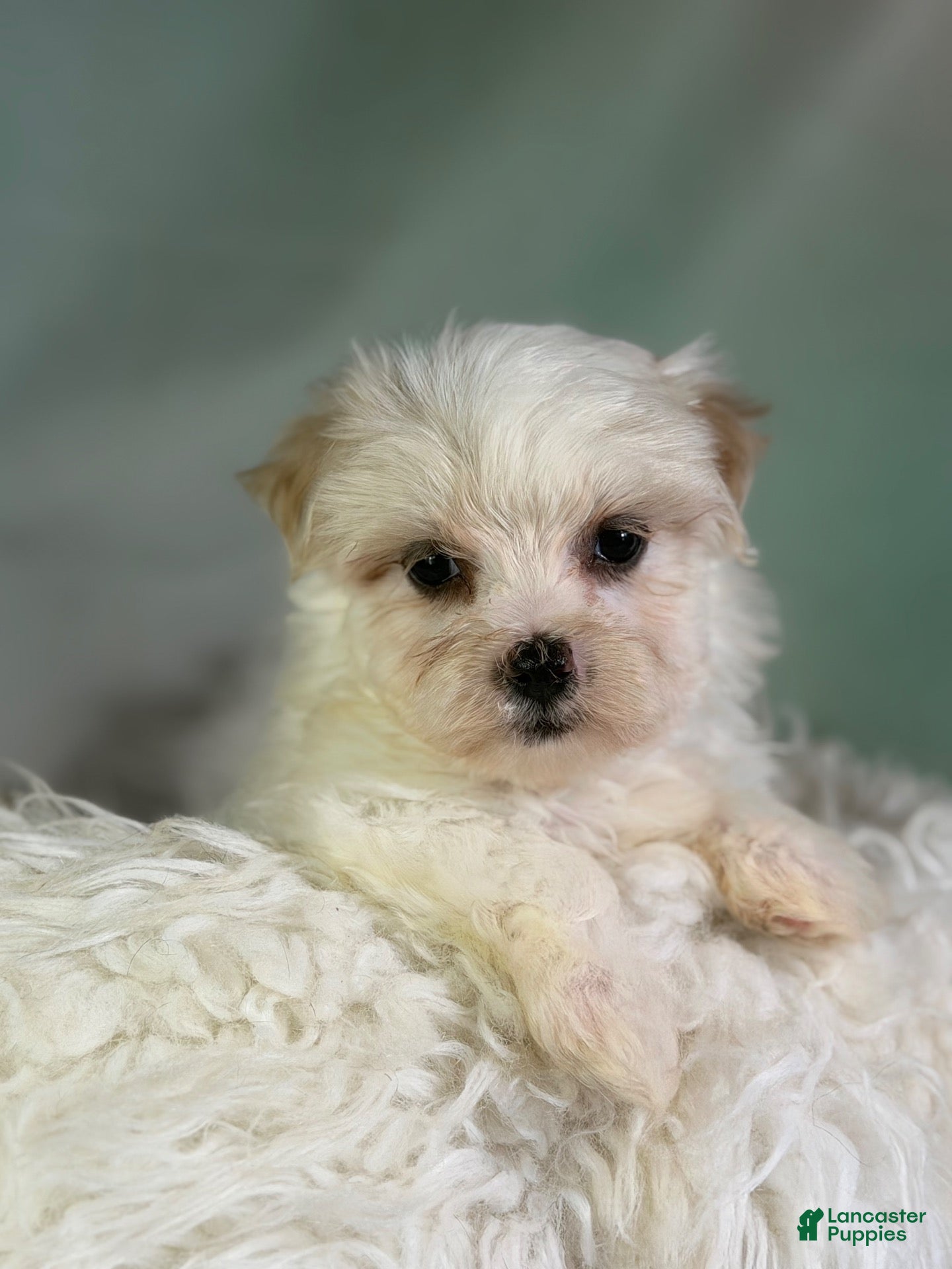Morkie dogs Tootsie  - Ad 2