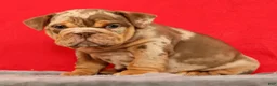 English Bulldog dogs for sale: Scarlett - Ad 4