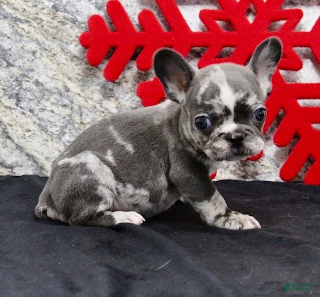 French Bulldog dogs for sale: Cloe - Ad 6