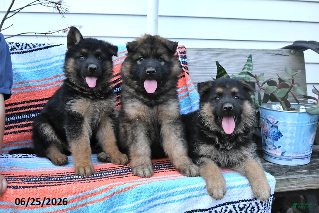 German Shepherd dogs for sale: Levi - Ad 3