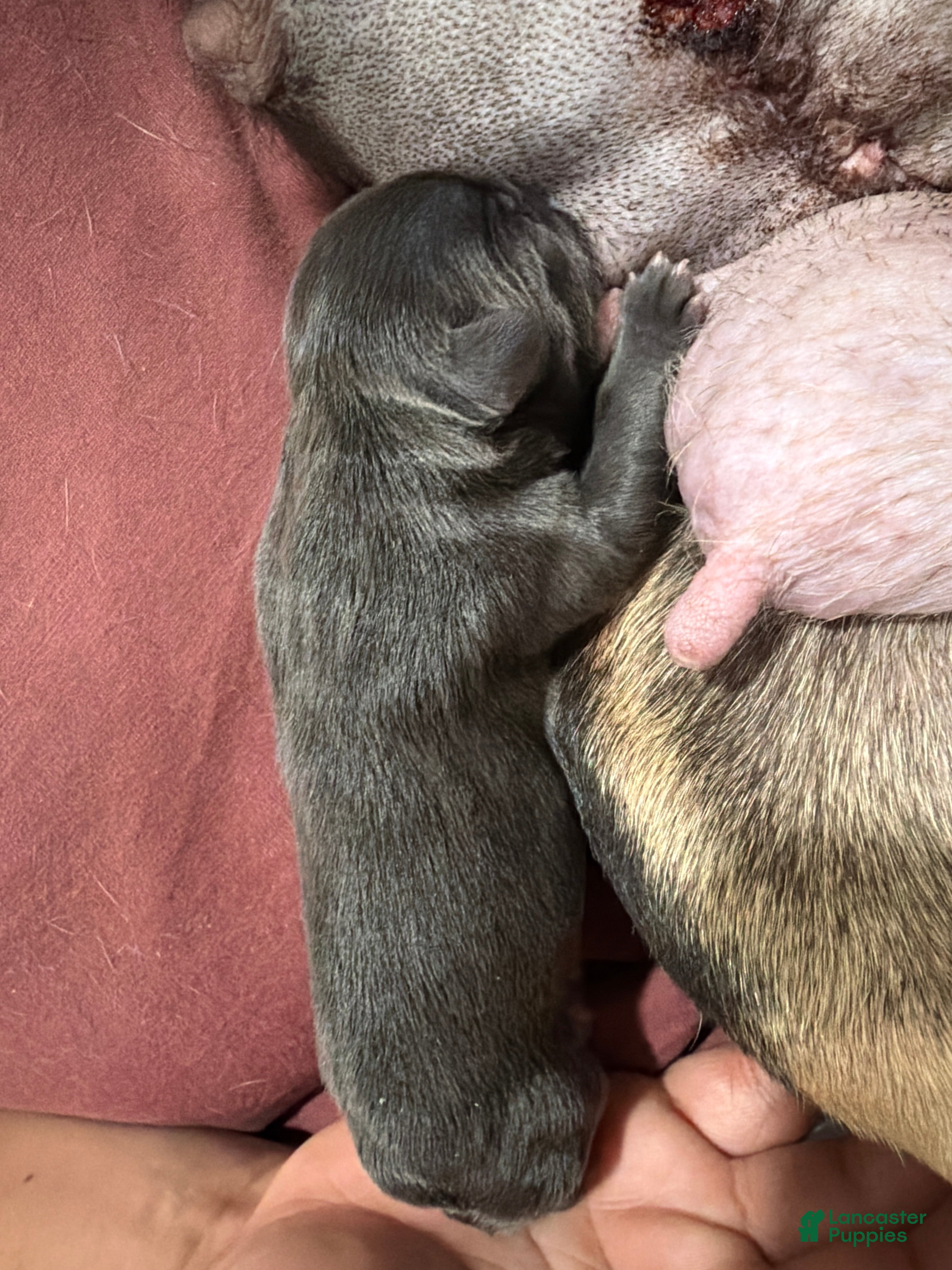 French Bulldog dogs French Bulldog Puppy 1 - Ad 13