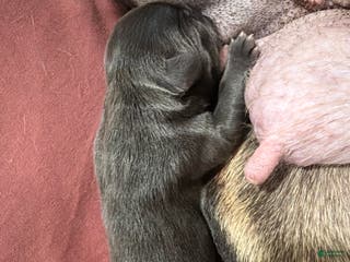 French Bulldog dogs French Bulldog Puppy 1 - Ad 13