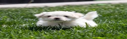 Maltese dogs for sale: Millie Maltese Puppy  - Ad 17
