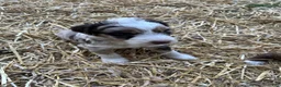 Aussiedoodle dogs for sale: Latigo  - Ad 5