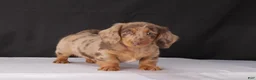 Dachshund dogs for sale: Bo - Ad 1