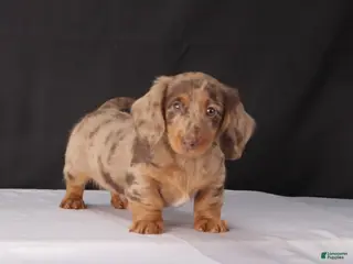 Miniature Dachshund dogs for sale: Bo - Ad 1
