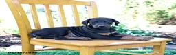 Doberman Pinscher dogs for sale: Travis - Ad 5