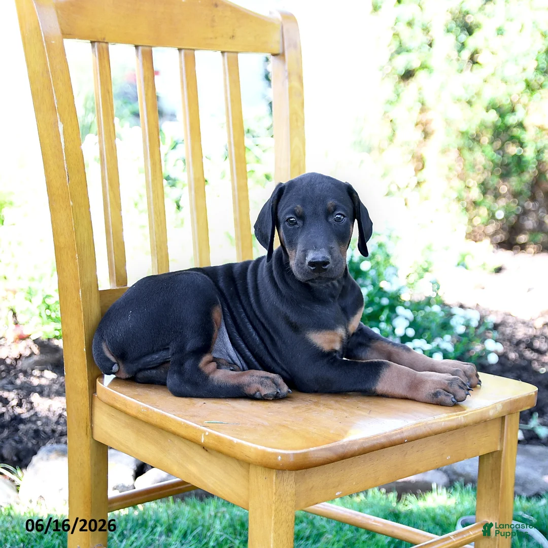 Doberman Pinscher dogs for sale: Travis - Ad 5