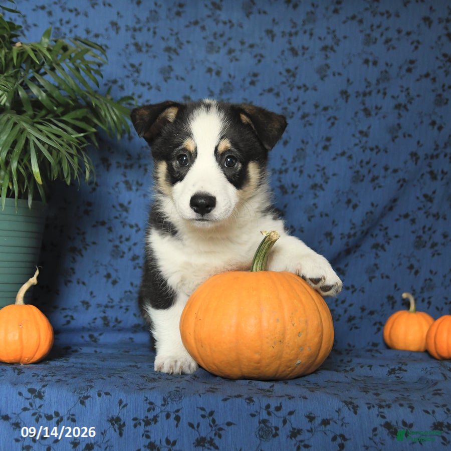 Welsh Corgi Pembroke dogs Gizmo - Ad 1