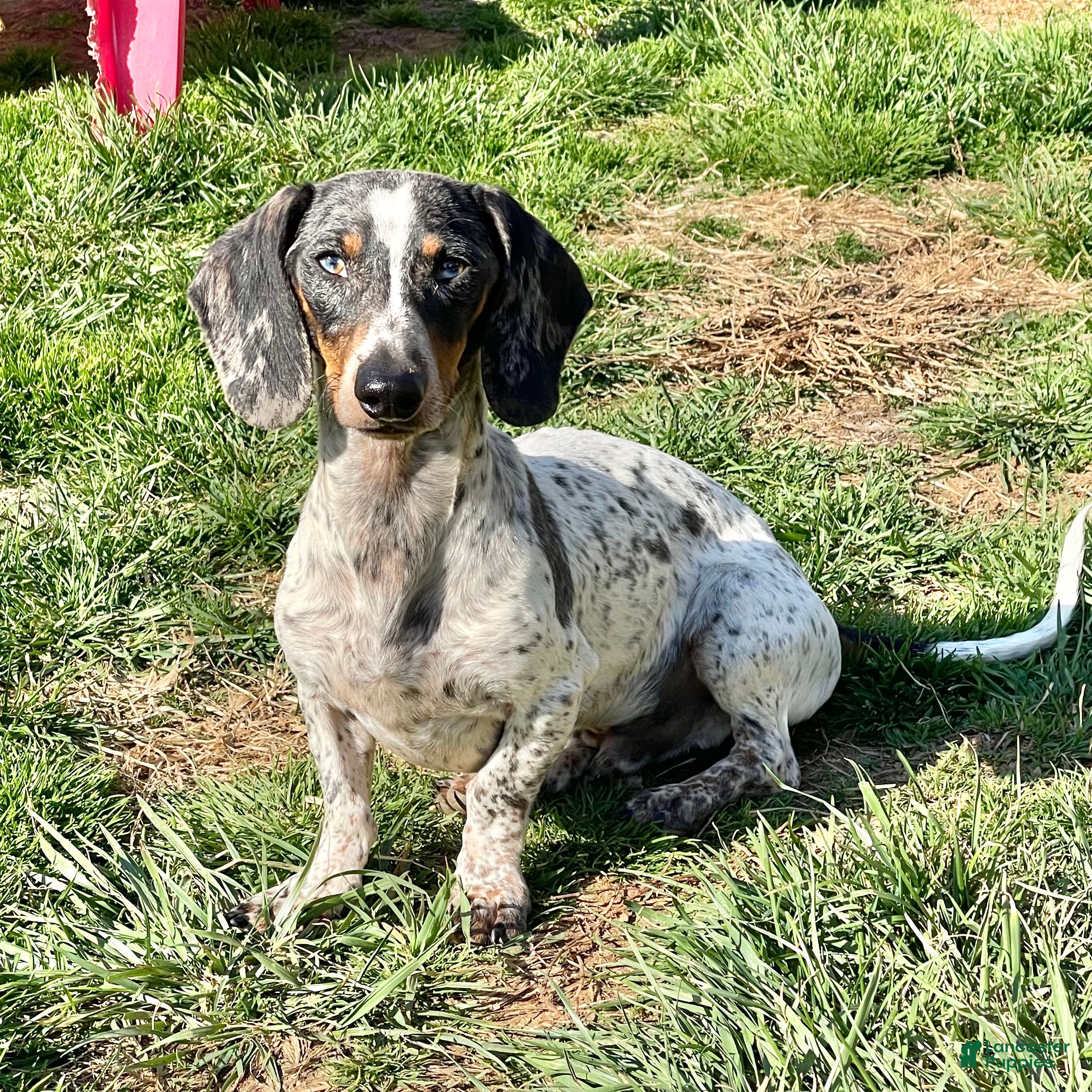 Dachshund dogs Dixon - Ad 39