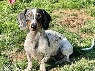 Dachshund dogs Dixon - Ad 39