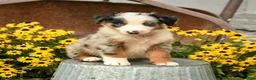 Australian Shepherd dogs for sale: Ferris - Ad 5