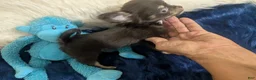 Chihuahua dogs for sale: Chihuahua 2 - Ad 5