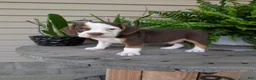 Beabull dogs for sale: Max - Ad 11