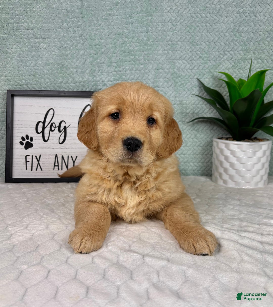 Golden Retriever dogs for sale: Greyson - Ad 2