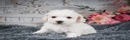 Bichon Frise dogs for sale: AKC-Freddie - Ad 3
