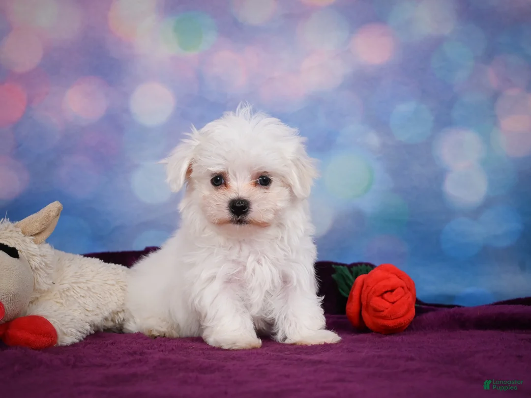 Maltese dogs for sale: ROSIE - Ad 2