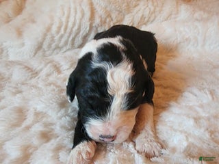 Mixed Breed dogs Tulip - Ad 19