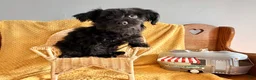 Yorkiepoo dogs for sale: Midnight - Ad 3