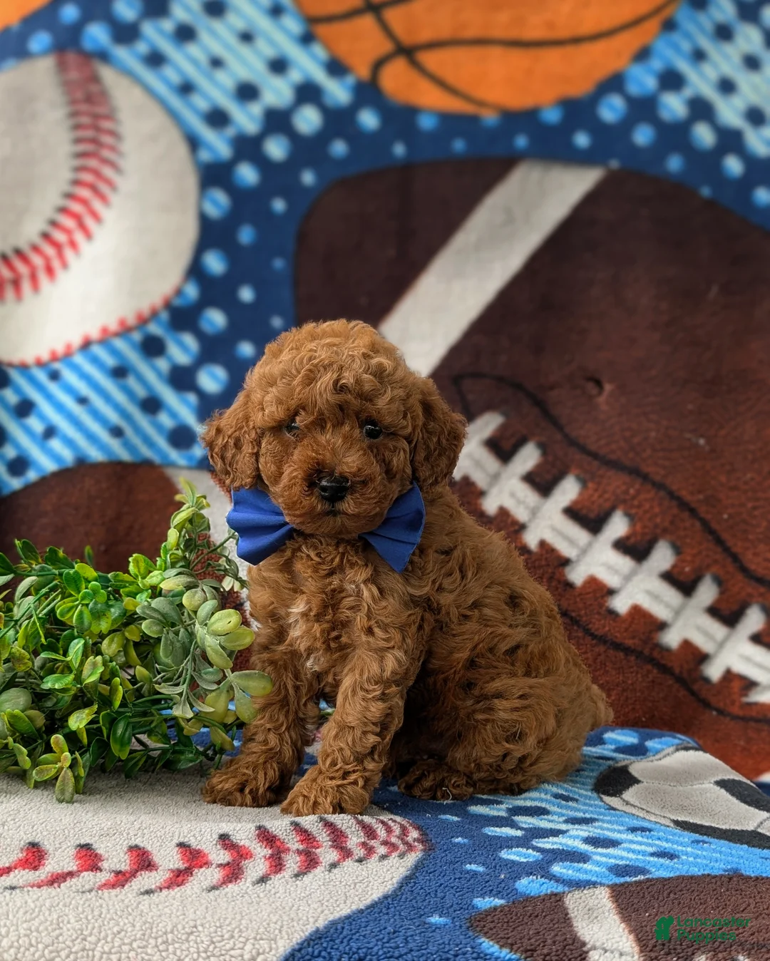Miniature Poodle dogs for sale: Rex AKC Registered - Ad 2