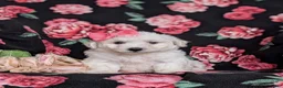 Bichon Frise dogs for sale: Brea - Ad 2