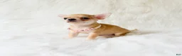 Chihuahua dogs for sale: Marley - Ad 3