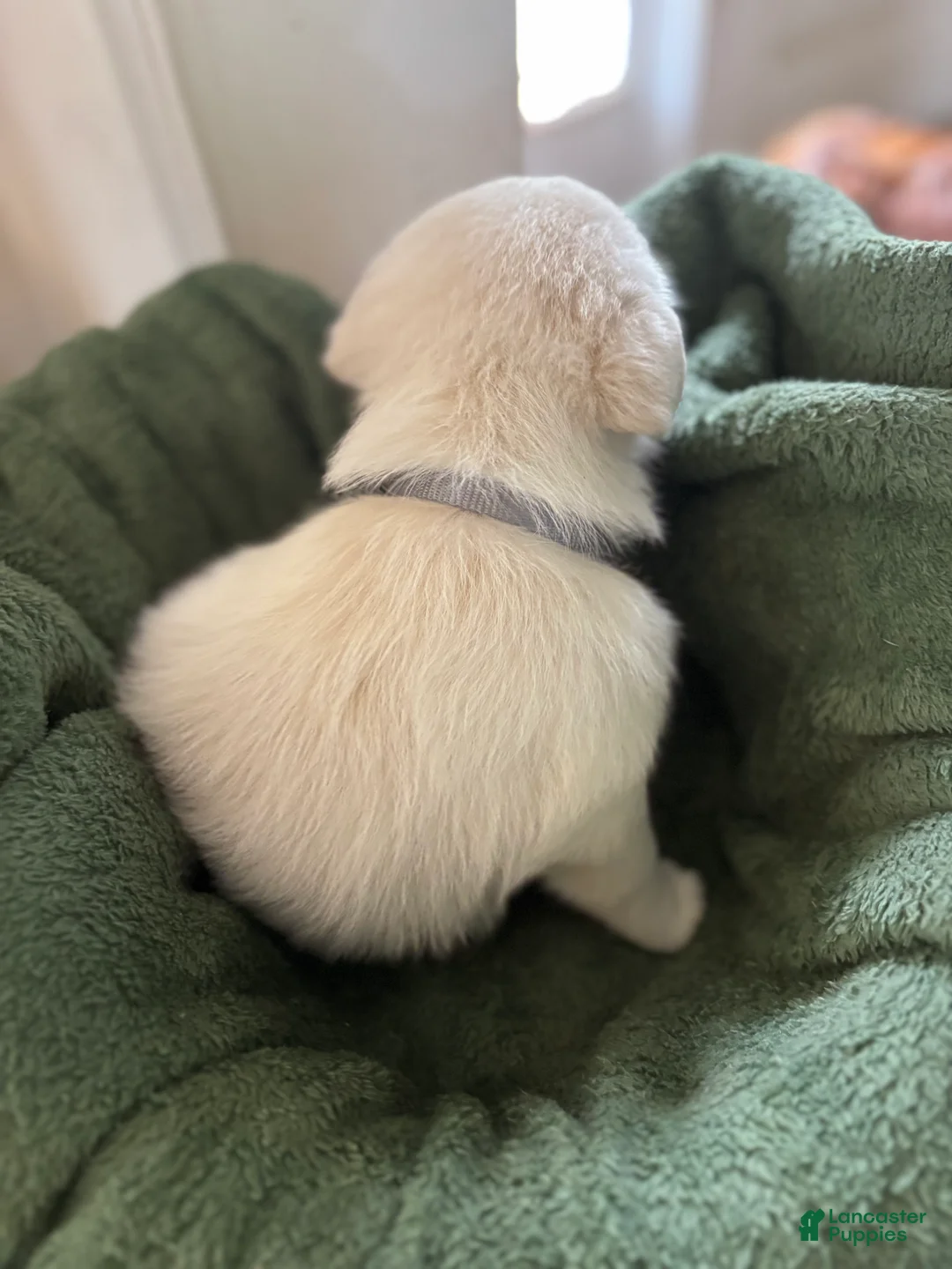 Mixed Breed dogs for sale: Grey Collar - Ad 2