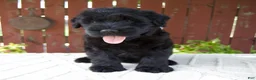 Giant Schnauzer dogs for sale: Trey - Ad 6