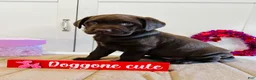Labrador Retriever dogs for sale: Lilly - Ad 2