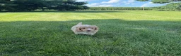 Mini Goldendoodle dogs for sale: Angel Mini Goldendoodle  - Ad 11
