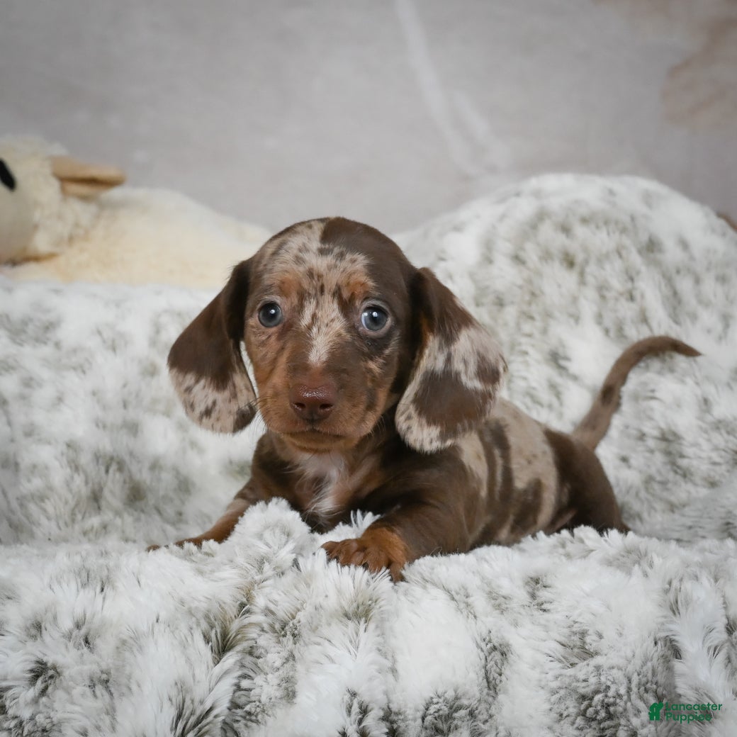 Miniature Dachshund dogs Hunter - Ad 12