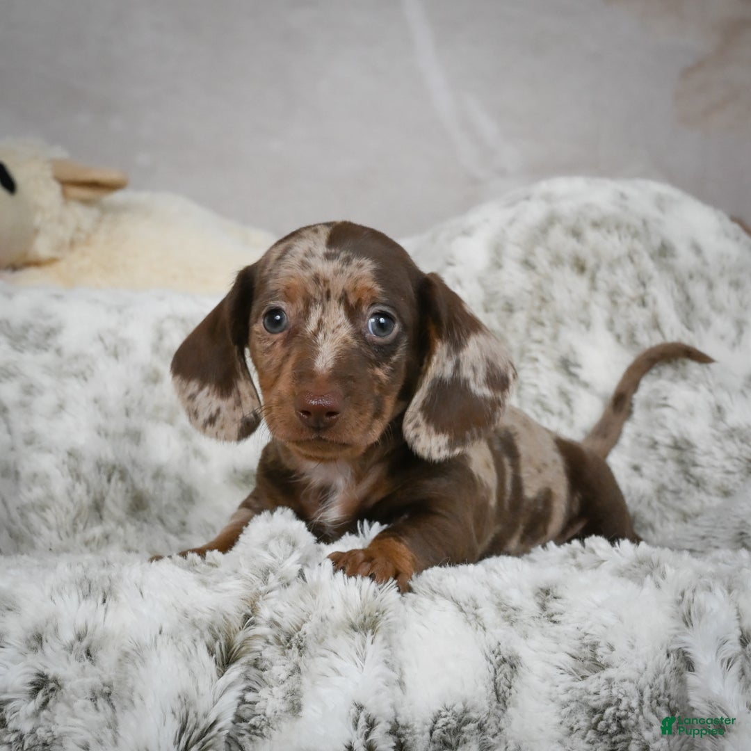 Miniature Dachshund dogs for sale: Hunter - Ad 1