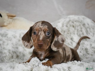 Miniature Dachshund dogs for sale: Hunter - Ad 3
