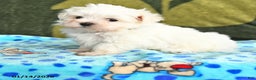 Maltese dogs for sale: Ian - Ad 1