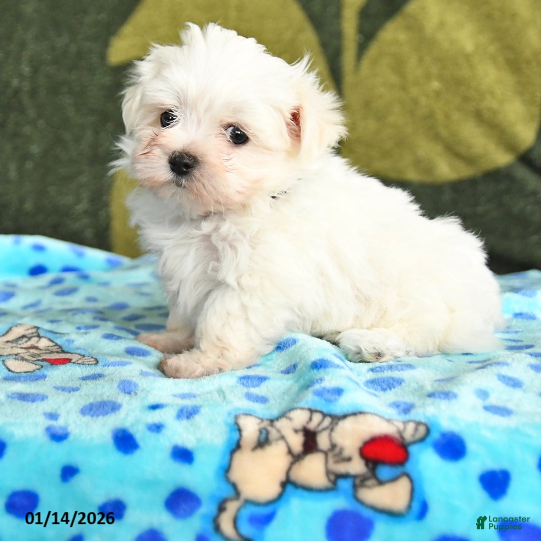 Maltese dogs for sale: Ian - Ad 1