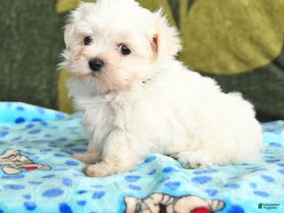 Maltese dogs Ian - Ad 23