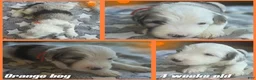 Sheepadoodle dogs for sale: Orchid - orange collar - Ad 3