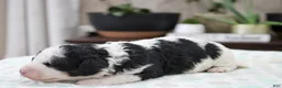 Mini Bernedoodle dogs for sale: Theodora - Ad 5