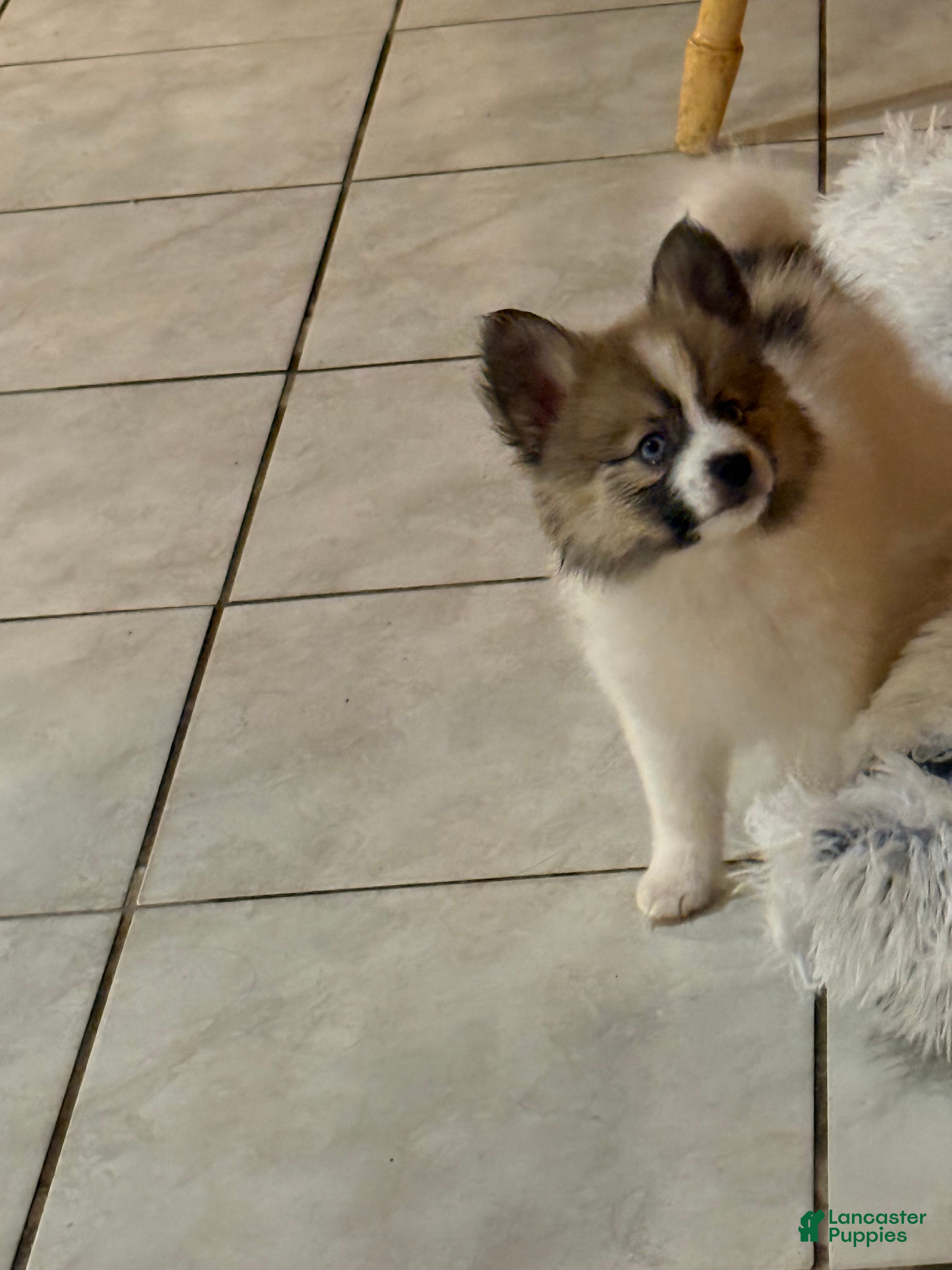 Mixed Breed dogs Mixed Breed Puppy 4 - Ad 29