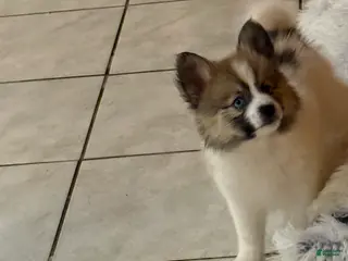 Mixed Breed dogs Mixed Breed Puppy 4 - Ad 12