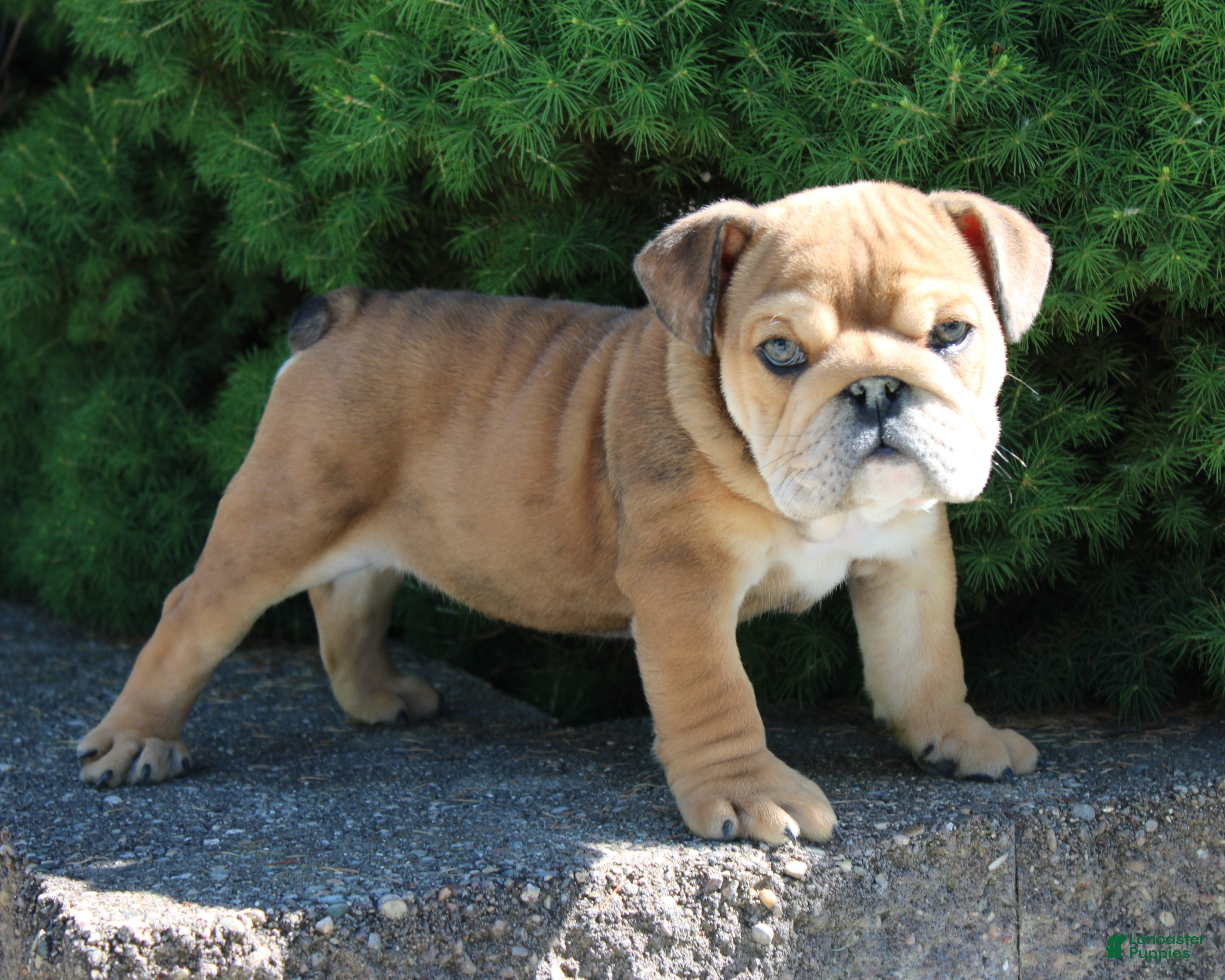 English Bulldog dogs for sale: Zeus - Ad 2
