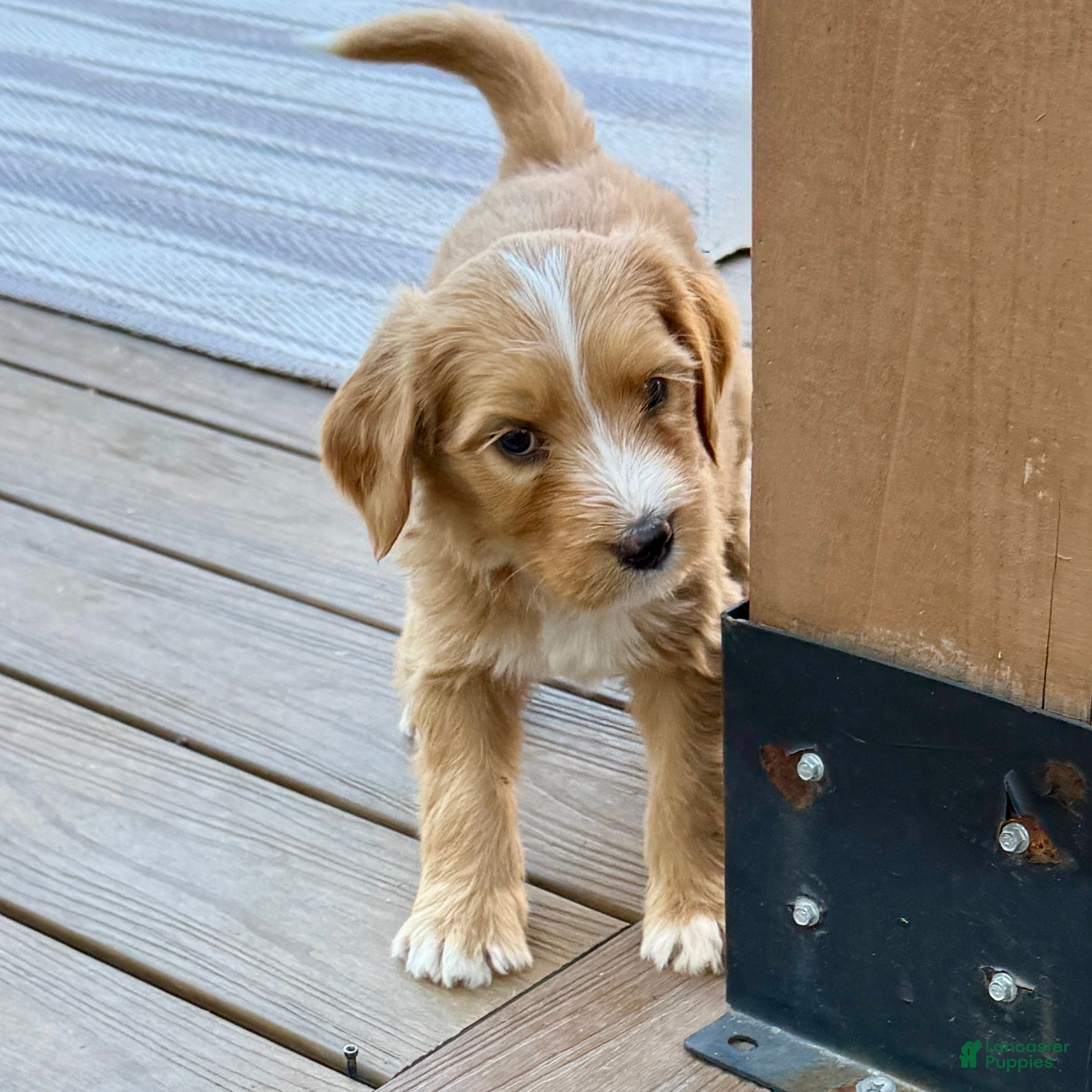 Bernedoodle dogs Pie - Ad 1