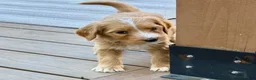 Bernedoodle dogs for sale: Pie - Ad 1