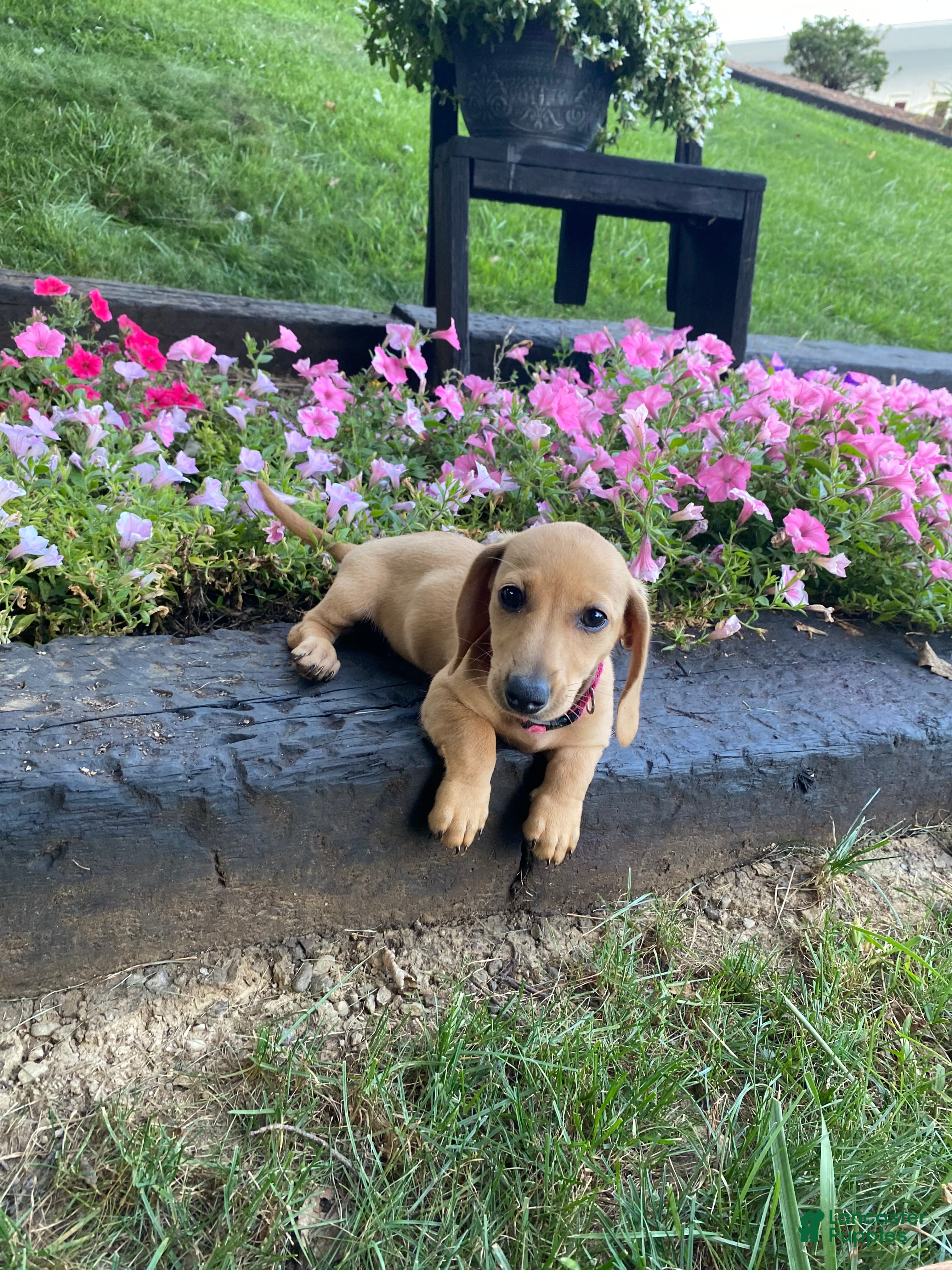 Miniature Dachshund dogs Dolly - Ad 1