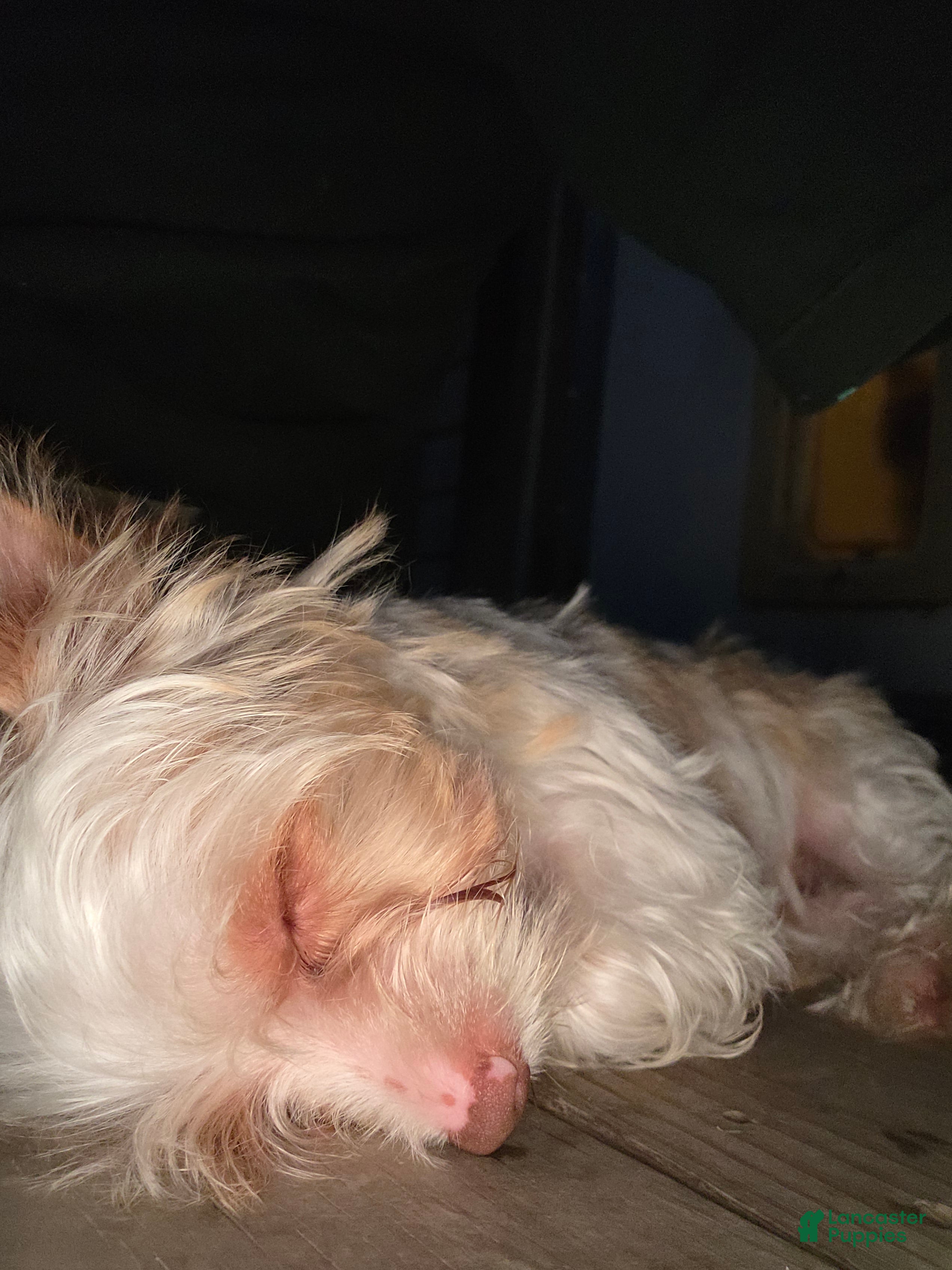 Yorkshire Terrier dogs Cooper - Ad 2