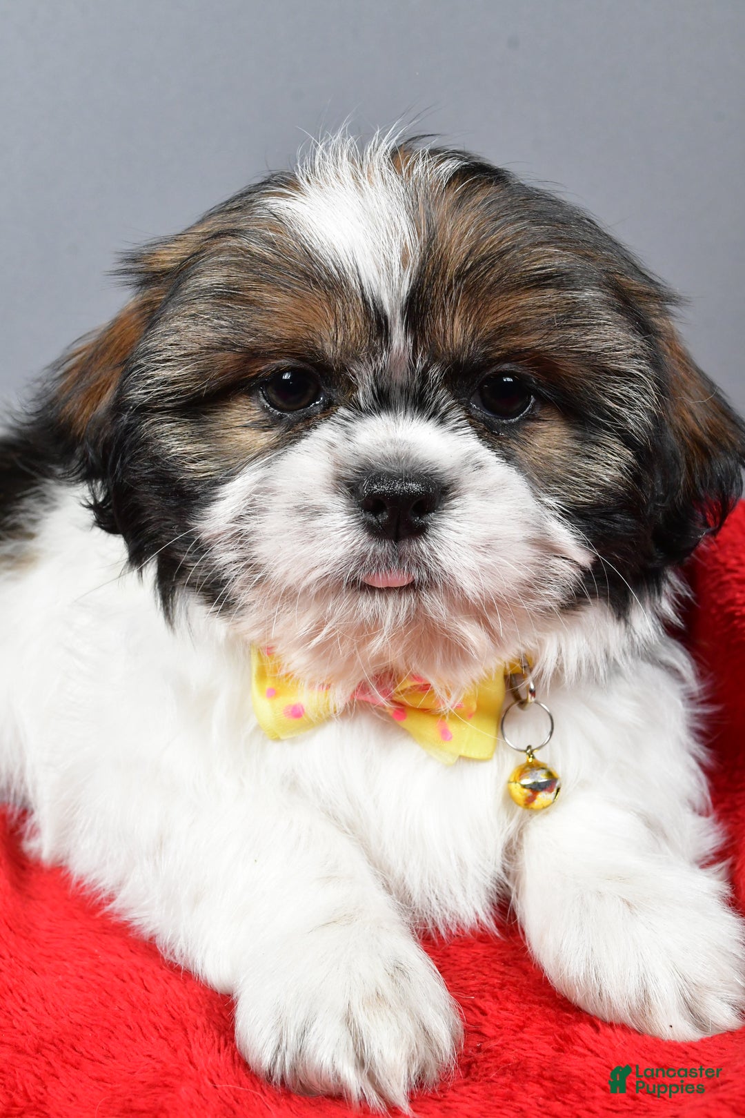 Bo for sale in Millersburg Lancaster Puppies