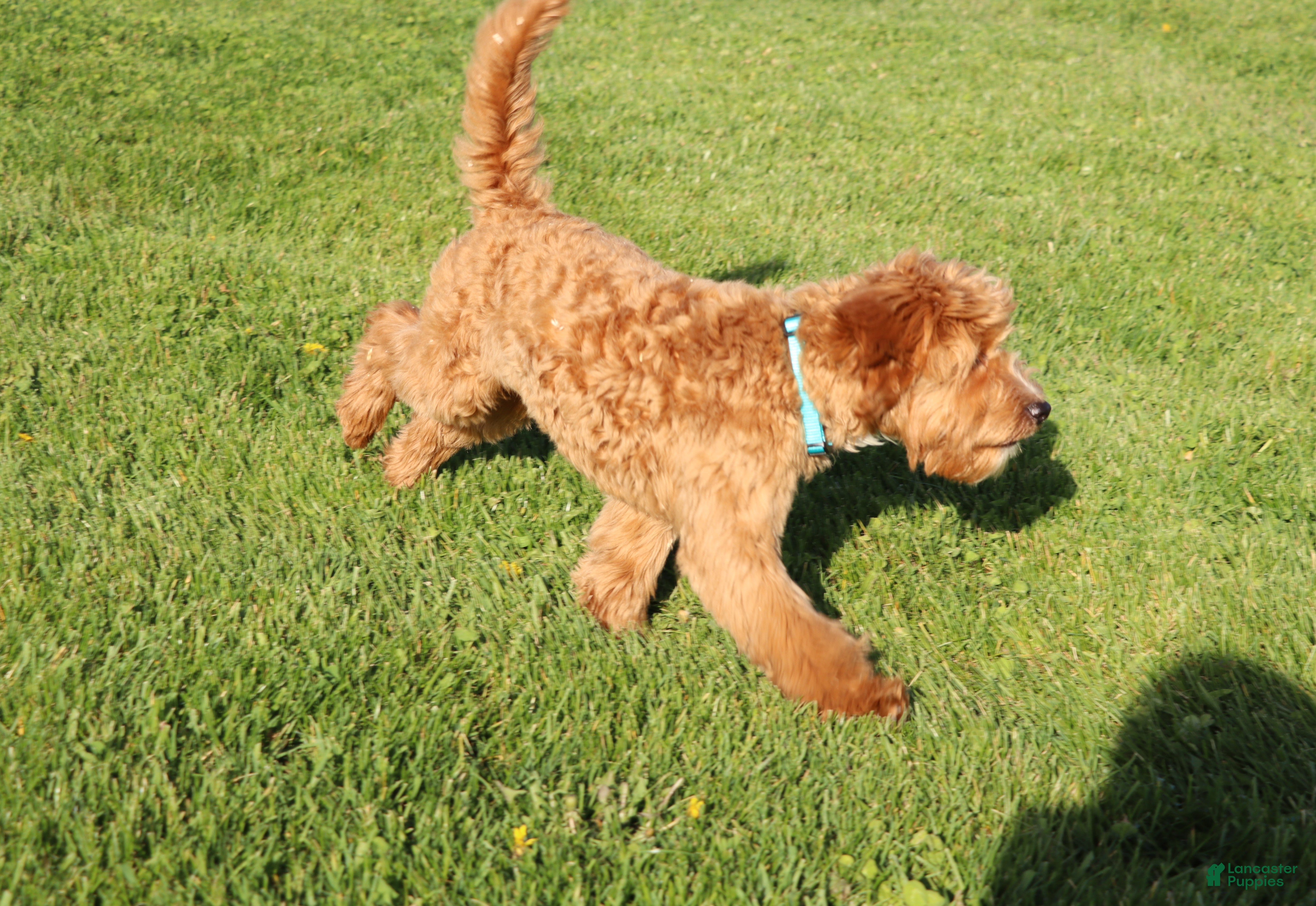 Mini Goldendoodle dogs Winslow 💙 GeneticCP-Basic Training - Ad 1