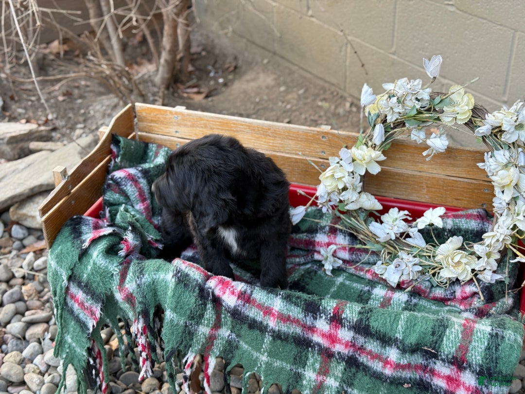 Mixed Breed dogs for sale: Rosie - Ad 10